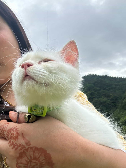 What to Do After Losing a Cat: Meaningful Ways to Remember Them
