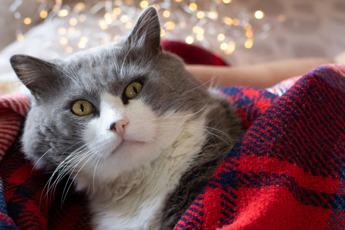 Top 7 Personalized Cat Gifts for Owners in 2026