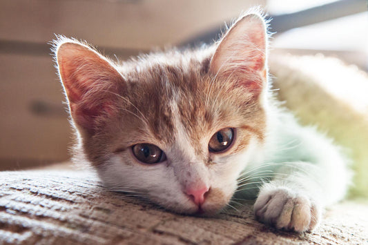 How to Choose a Long-Lasting Cat Memorial Ring (2026 Buyer Guide)