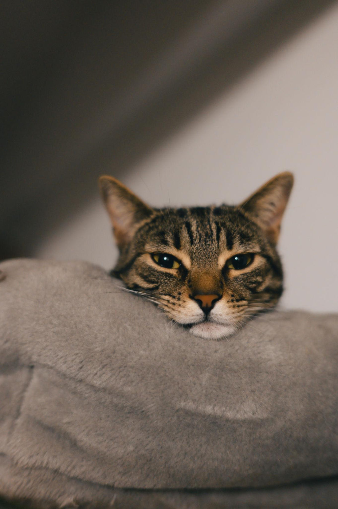 How to Choose Jewelry for Cat Lovers: A Personal Guide
