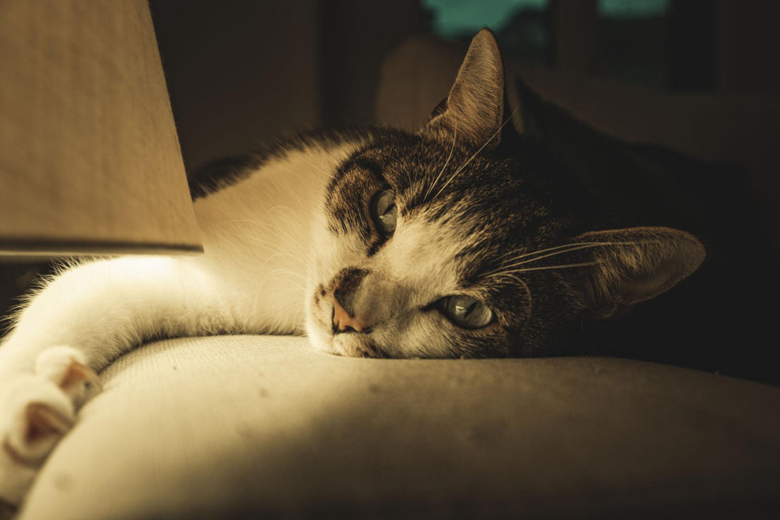 Cat Rings: The Perfect Gift for Cat Lovers